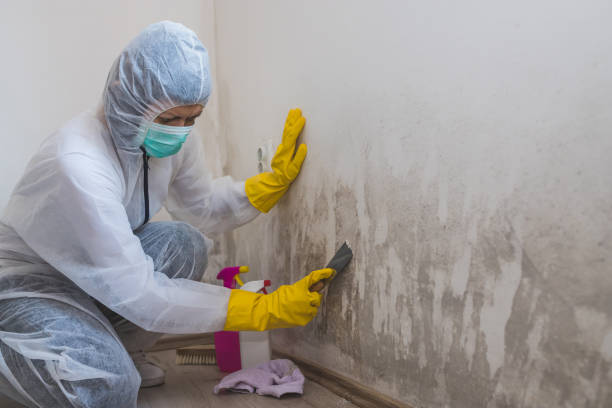 Best Black Mold Removal  in Comfort, TX
