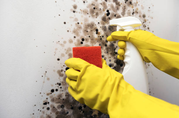 Best Office Mold Removal Services  in Comfort, TX