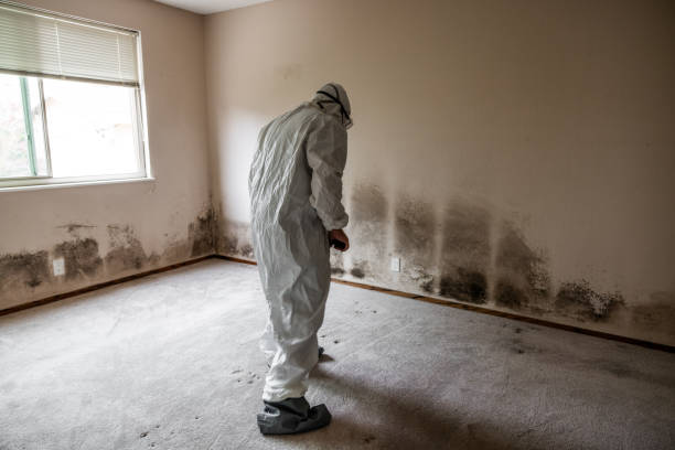 Best Local Mold Removal Service  in Comfort, TX