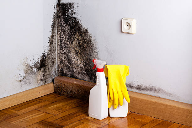 Best Best Mold Removal Companies  in Comfort, TX