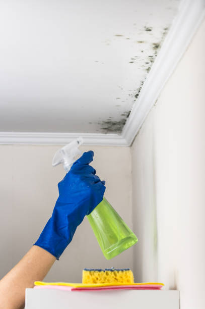 Best Crawl Space Mold Removal  in Comfort, TX